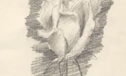 Mario  Calandri - Rosa