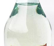 tibi quoque